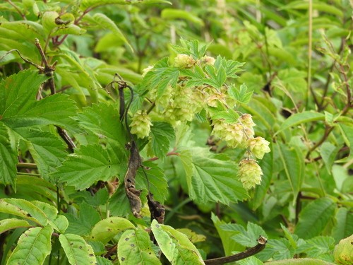 Image of Humulus neomexicanus by no rights reserved