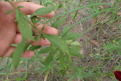 Eupatorium semiserratum