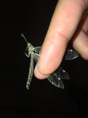 Distoleon tetragrammicus