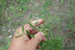 Eupatorium semiserratum