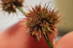 Juncus scirpoides