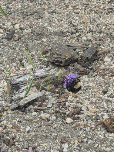 iNaturalist observation photo of California Bumble Bee