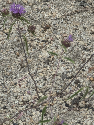 iNaturalist observation photo of Brewer's Monardella