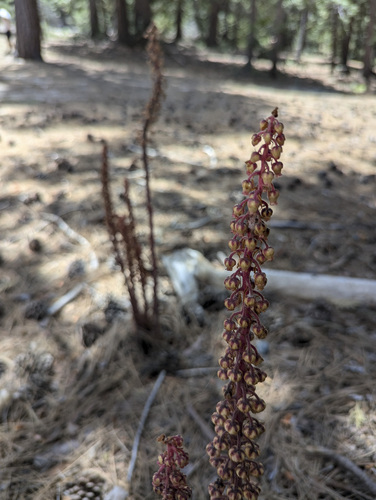 iNaturalist observation photo of woodland pinedrops