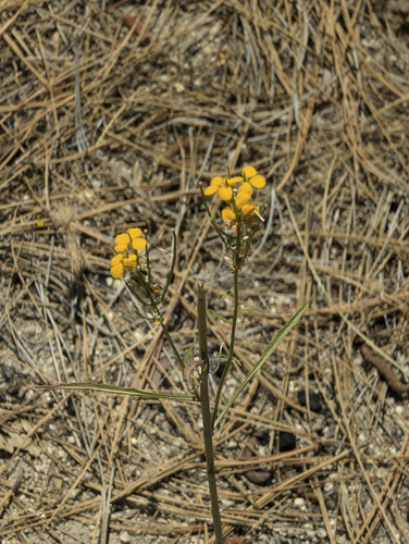 iNaturalist observation photo of Western Wallflower