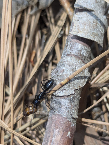 iNaturalist observation photo of Hairy Smooth Carpenter Ant