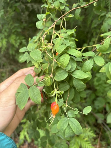 cluster rose (Rosa pisocarpa)