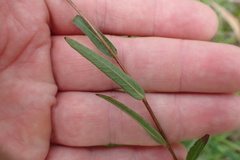 Ludwigia hirtella