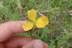 Ludwigia hirtella