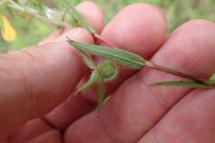 Ludwigia hirtella