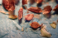 Rhynchospora elliottii