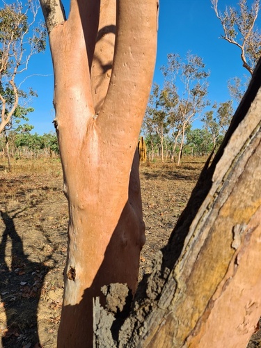 Hills Salmon Gum (Eucalyptus tintinnans)
