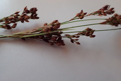 Rhynchospora elliottii