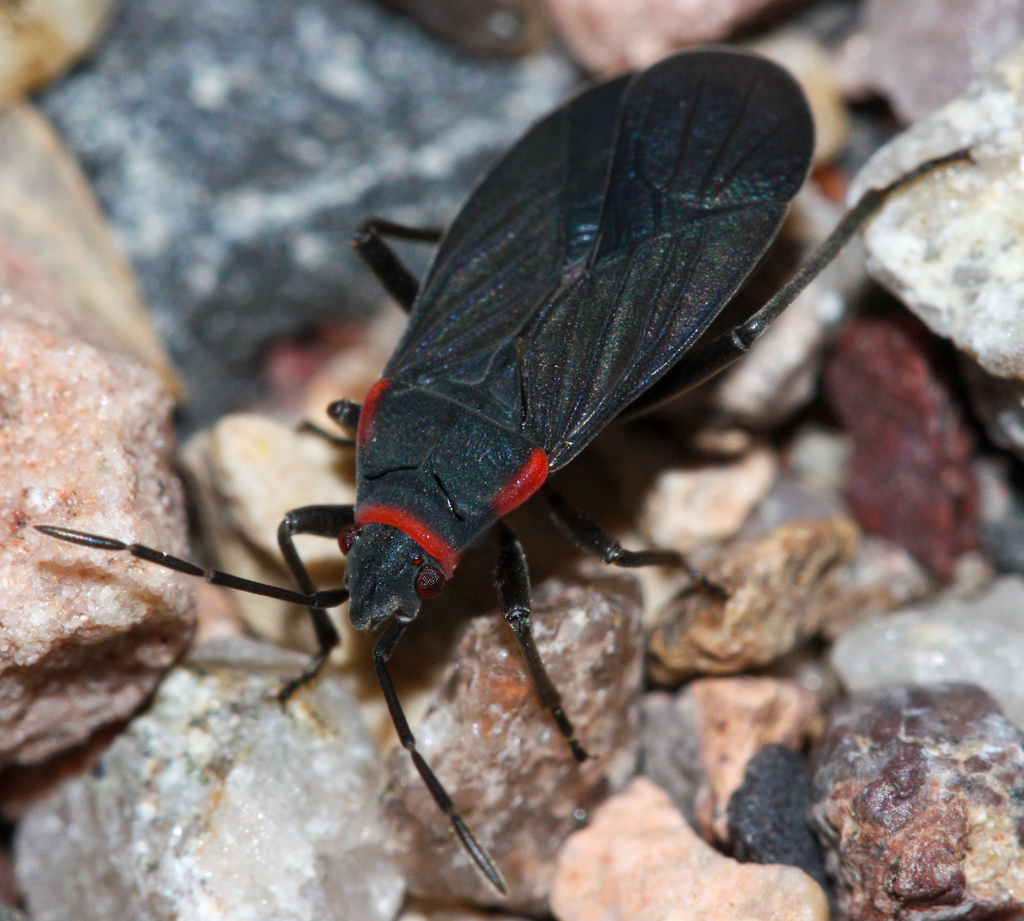 Melacoryphus rubicollis
