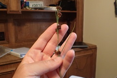 Rhynchospora glomerata