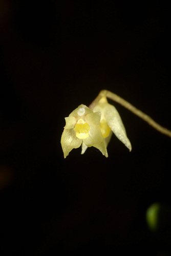Conchidioides Orchid