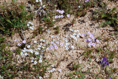 Gilia flavocincta