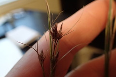 Rhynchospora filifolia