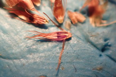 Rhynchospora filifolia