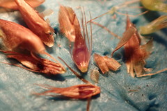 Rhynchospora filifolia