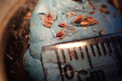 Rhynchospora microcarpa