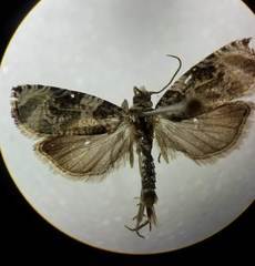 Olethreutes appendiceum