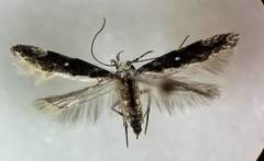 Agnippe prunifoliella