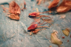 Rhynchospora microcarpa