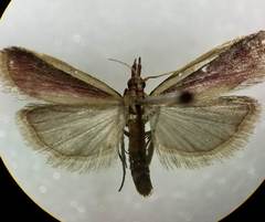 Peoria approximella