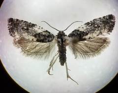 Gypsonoma adjuncta