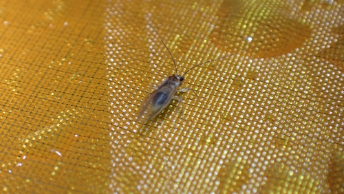 Stenopsocus immaculatus, 3451 GG Utrecht, Nederland, photo 9 of 10