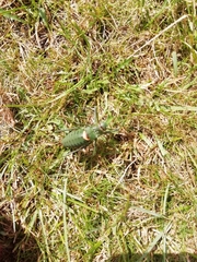 Callicrania ramburii