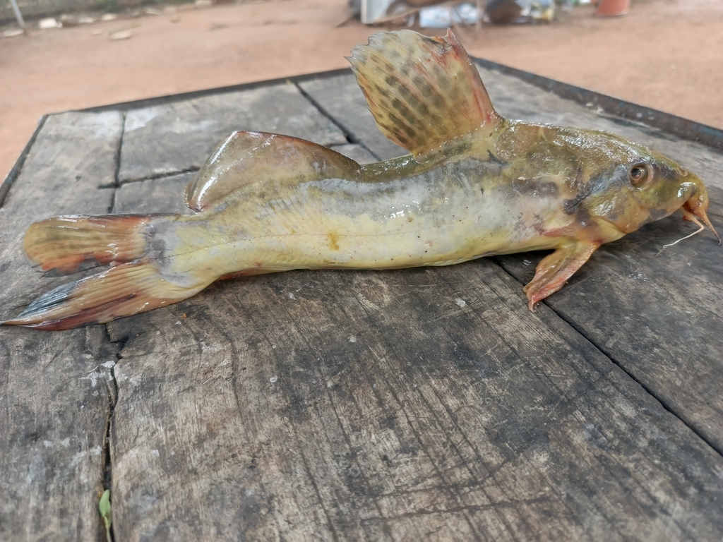 Giraffe catfish (Auchenoglanis occidentalis) — Claroteidae