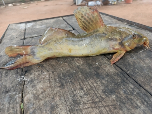 Giraffe catfish (Auchenoglanis occidentalis) — Claroteidae