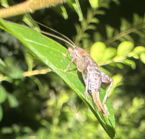 Complex Chirping Scaly Crickets photo 2