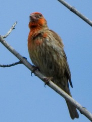 Haemorhous mexicanus