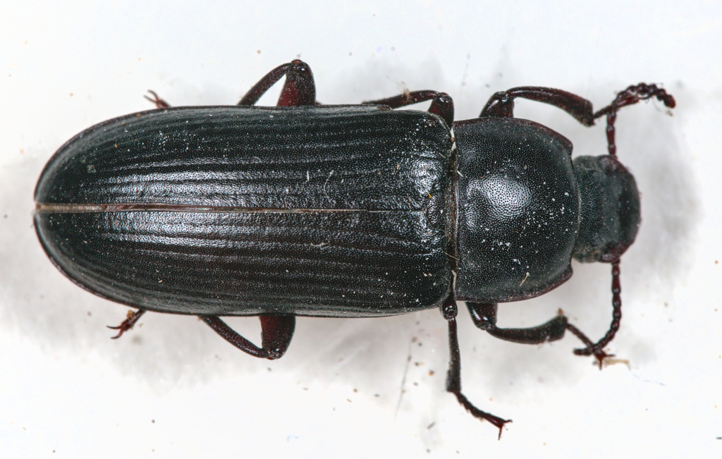 Mealworm beetle (Tenebrio molitor)