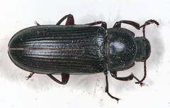 Besouro (Tenebrio molitor)