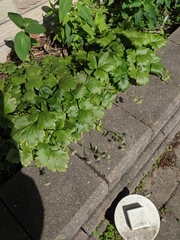 Waldsteinia fragarioides