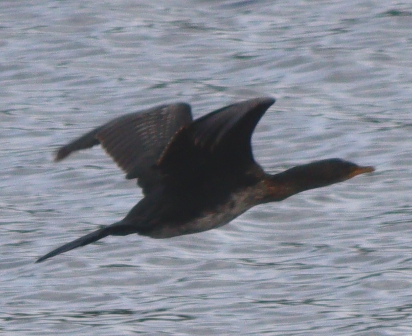 Reed cormorant flying low over open water