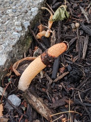 Phallus rubicundus