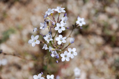 Gilia flavocincta