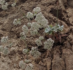 Eriogonum giganteum