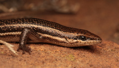 Variable Skink photo 5