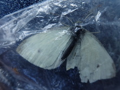 Pieris rapae