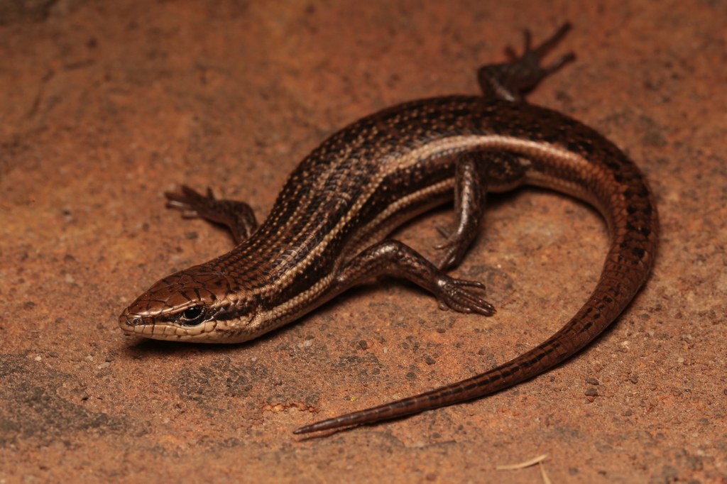 Variable Skink