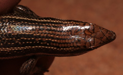 Variable Skink photo 4
