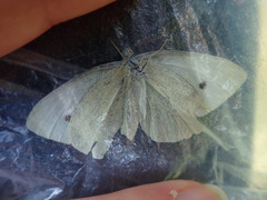 Pieris rapae