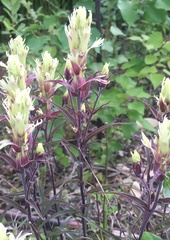 Castilleja pallida