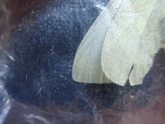 Pieris rapae